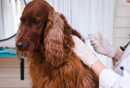 Dog Vaccinations in Florence