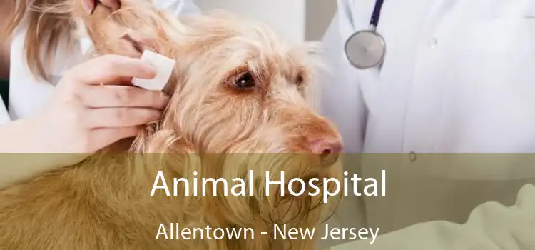 Animal Hospital Allentown - New Jersey