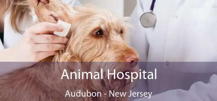 Animal Hospital Audubon - New Jersey