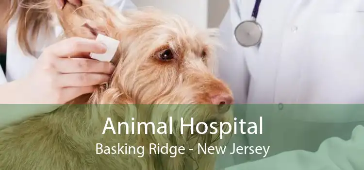 Animal Hospital Basking Ridge - New Jersey