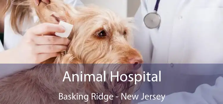 Animal Hospital Basking Ridge - New Jersey