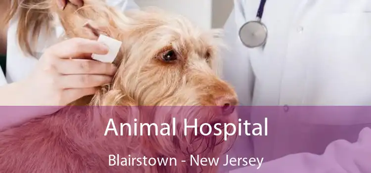 Animal Hospital Blairstown - New Jersey