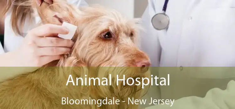 Animal Hospital Bloomingdale - New Jersey