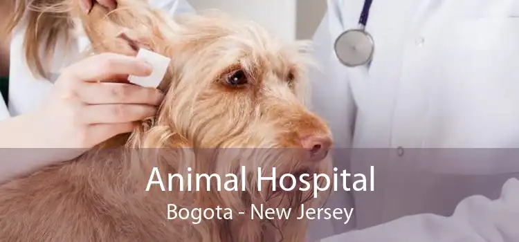 Animal Hospital Bogota - Small, Affordable, And Emergency Animal Hospital