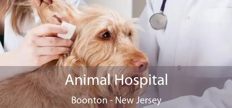 Animal Hospital Boonton - New Jersey