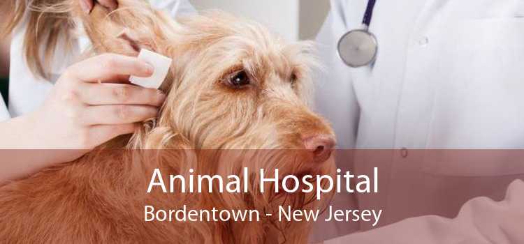 Animal Hospital Bordentown - New Jersey