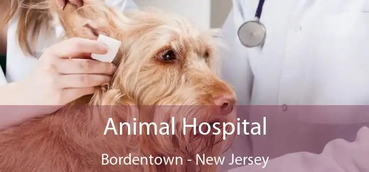 Animal Hospital Bordentown - New Jersey