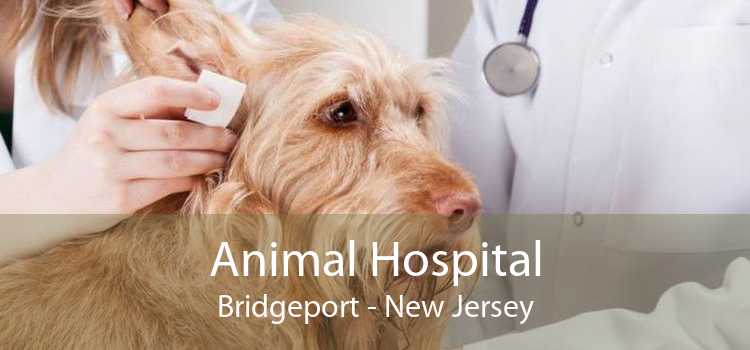 Animal Hospital Bridgeport - New Jersey
