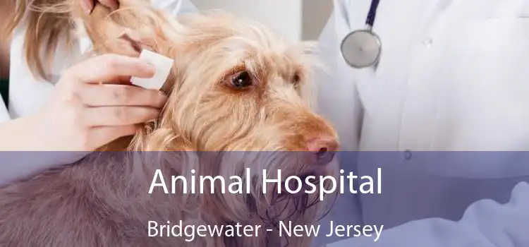 Animal Hospital Bridgewater - New Jersey