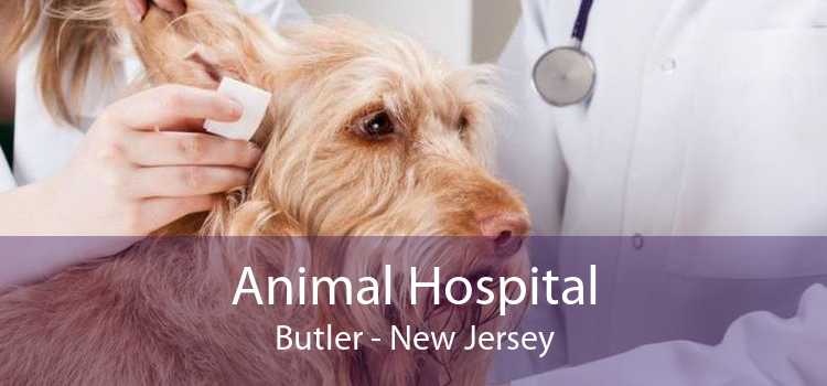 Animal Hospital Butler - New Jersey