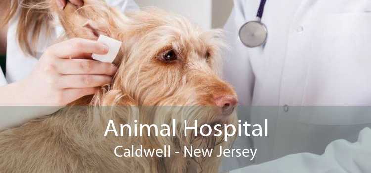 Animal Hospital Caldwell - New Jersey