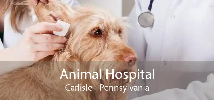 Animal Hospital Carlisle - Pennsylvania