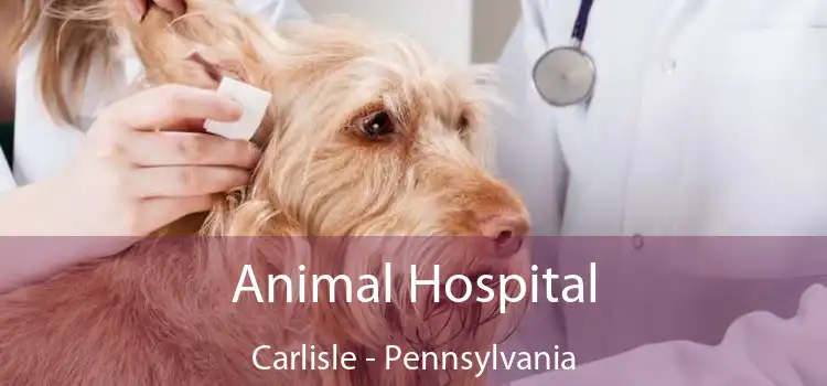 Animal Hospital Carlisle - Pennsylvania