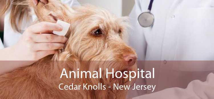 Animal Hospital Cedar Knolls - New Jersey