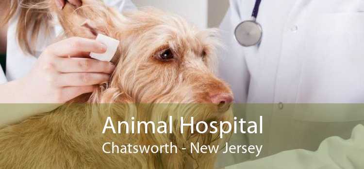 Animal Hospital Chatsworth - New Jersey