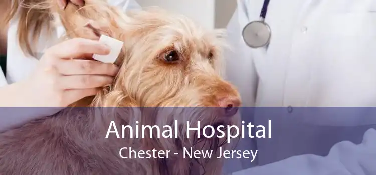 Animal Hospital Chester - New Jersey