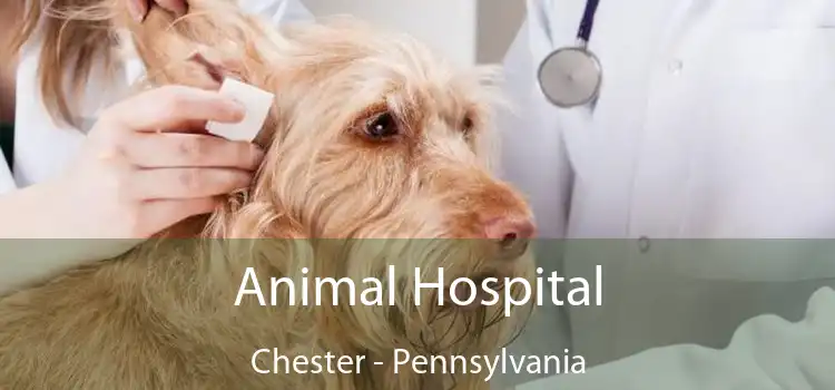 Animal Hospital Chester - Pennsylvania