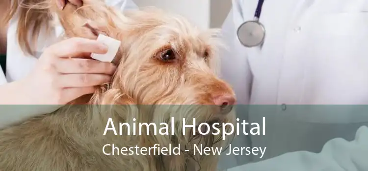 Animal Hospital Chesterfield - New Jersey