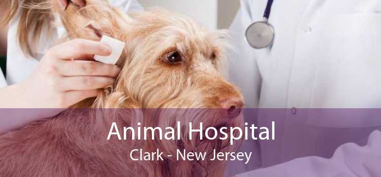 Animal Hospital Clark - New Jersey