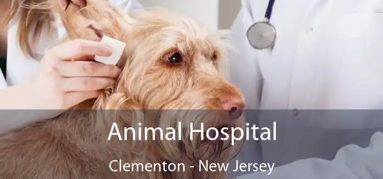 Animal Hospital Clementon - New Jersey