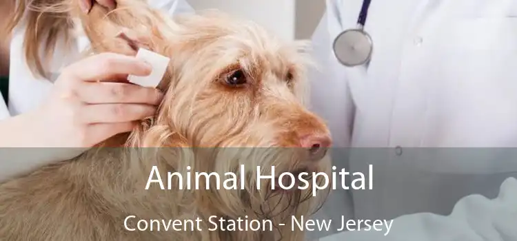 Animal Hospital Convent Station - New Jersey