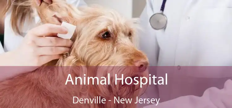Animal Hospital Denville - New Jersey