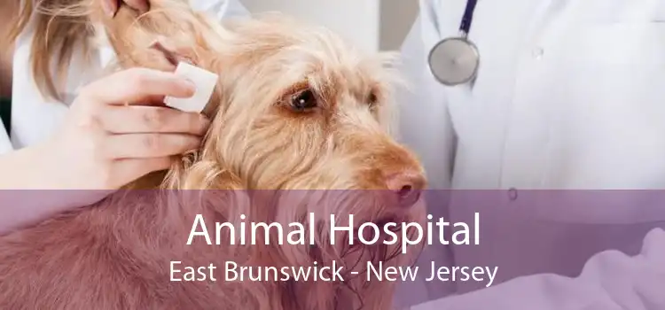 Animal Hospital East Brunswick - New Jersey