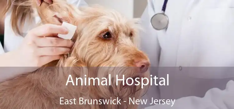 Animal Hospital East Brunswick - New Jersey