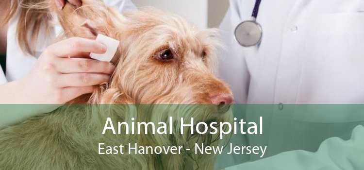 Animal Hospital East Hanover - New Jersey