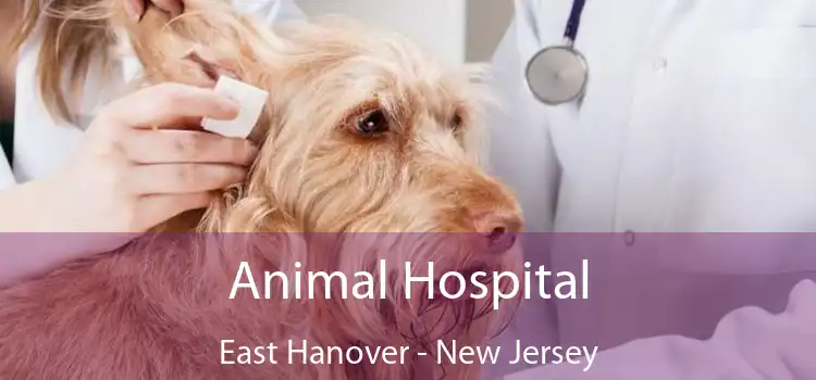 Animal Hospital East Hanover - New Jersey