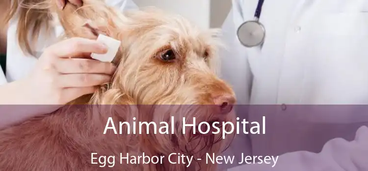 Animal Hospital Egg Harbor City - New Jersey