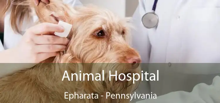 Animal Hospital Epharata - Pennsylvania