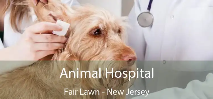 Animal Hospital Fair Lawn - New Jersey