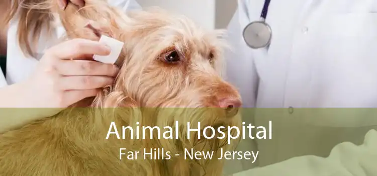 Animal Hospital Far Hills - New Jersey