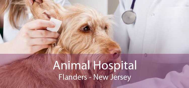 Animal Hospital Flanders - New Jersey
