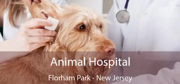 Animal Hospital Florham Park - New Jersey