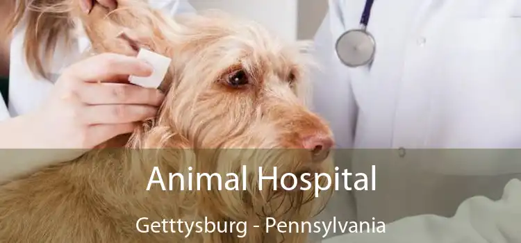 Animal Hospital Getttysburg - Pennsylvania