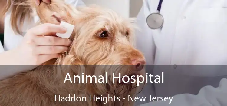 Animal Hospital Haddon Heights - New Jersey