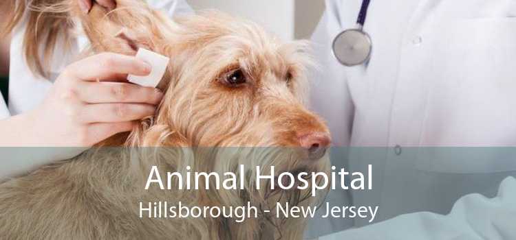 Animal Hospital Hillsborough - New Jersey