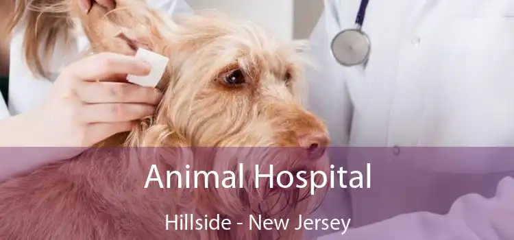 Animal Hospital Hillside - New Jersey