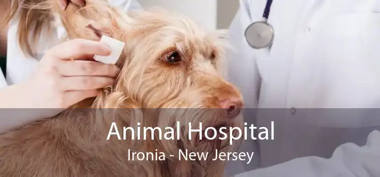 Animal Hospital Ironia - New Jersey