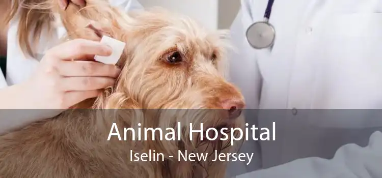 Animal Hospital Iselin - New Jersey