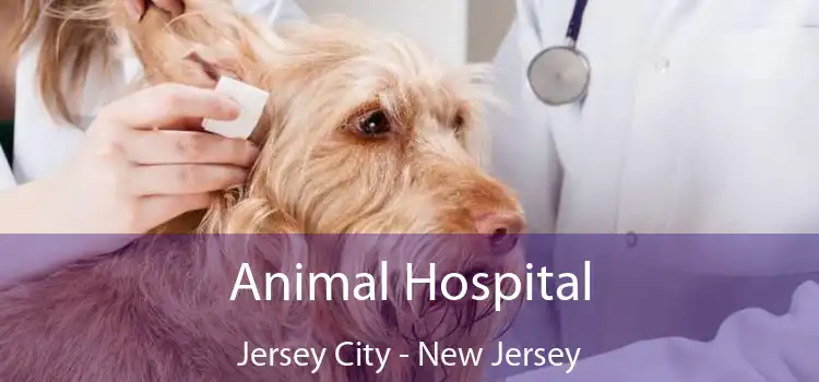 Animal Hospital Jersey City - New Jersey