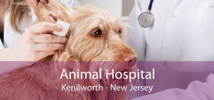 Animal Hospital Kenilworth - New Jersey