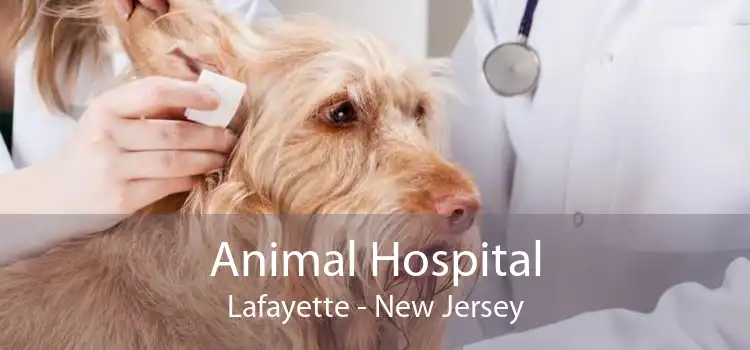 Animal Hospital Lafayette - New Jersey