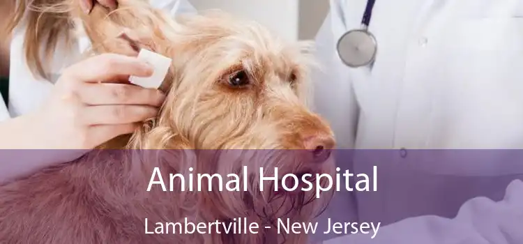 Animal Hospital Lambertville - New Jersey