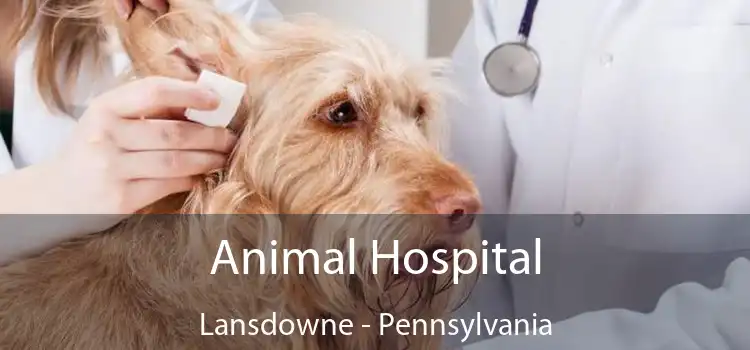 Animal Hospital Lansdowne - Pennsylvania