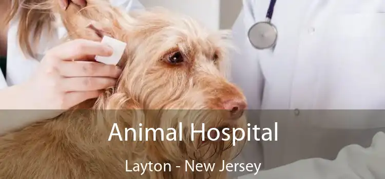 Animal Hospital Layton - New Jersey