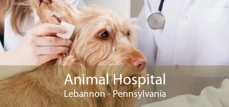 Animal Hospital Lebannon - Pennsylvania