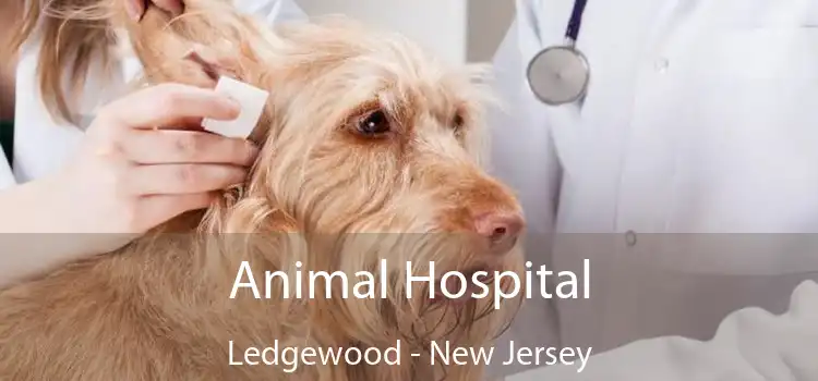 Animal Hospital Ledgewood - New Jersey